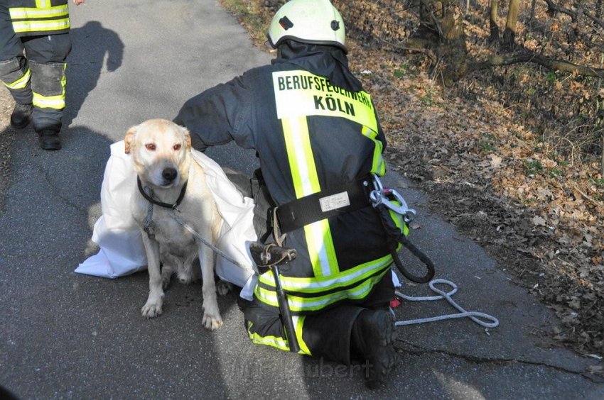 Hund und Frauchen im Eis eingebrochen Koeln Dellbrueck Hoehenfelder See P14.jpg